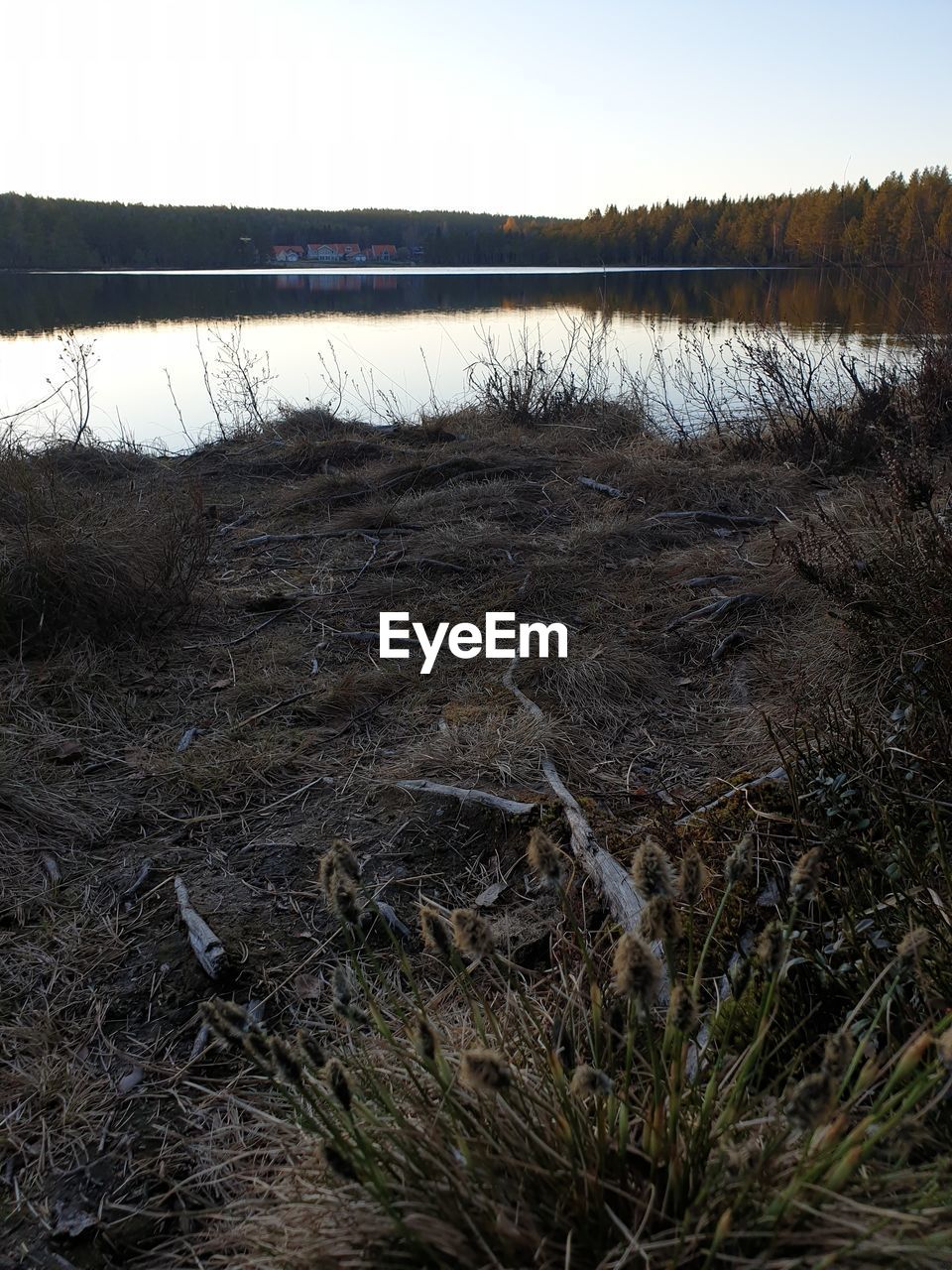 SCENIC VIEW OF DRY GRASS ON THE SHORE