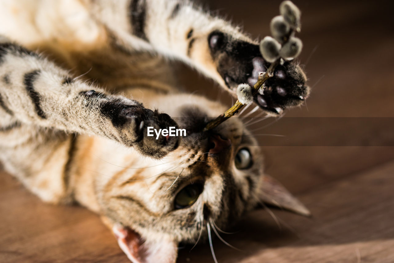 Close-up portrait of a cat