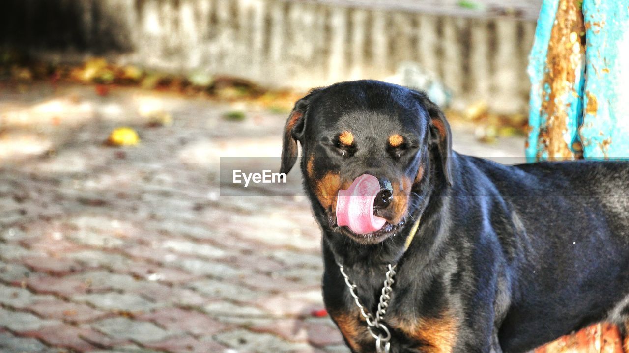 Close-up portrait of dog