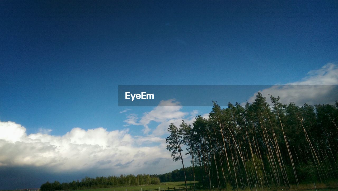 TREES ON FIELD AGAINST CLOUDY SKY