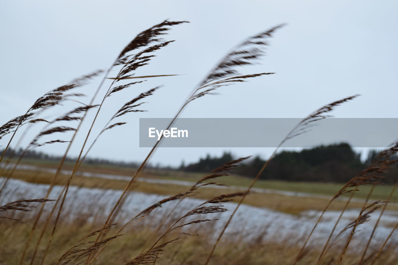 Close-up of grass against sky