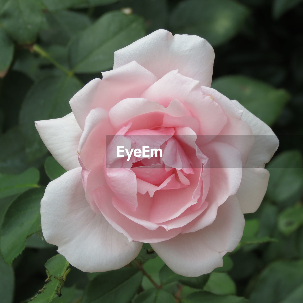 CLOSE-UP OF PINK ROSE FLOWER BLOOMING OUTDOORS
