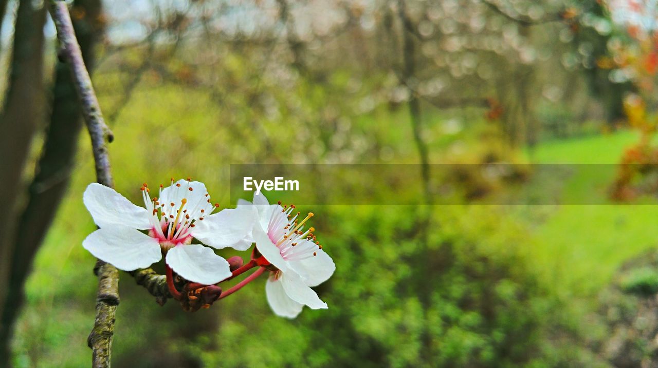 Close-up of white flowers against blurred background