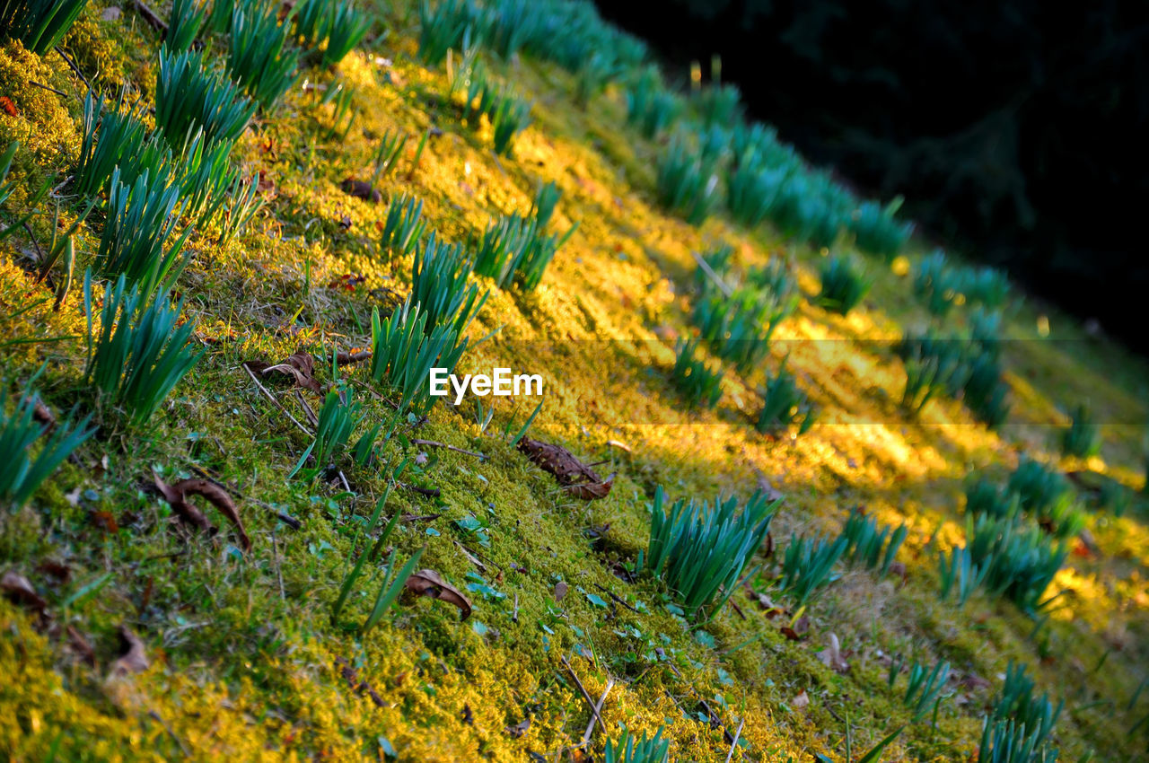 HIGH ANGLE VIEW OF TREES GROWING IN FIELD