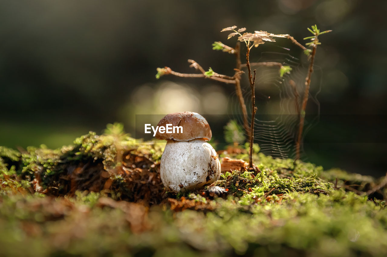 Mushroom. boletus edulis in forest. porcini on moss