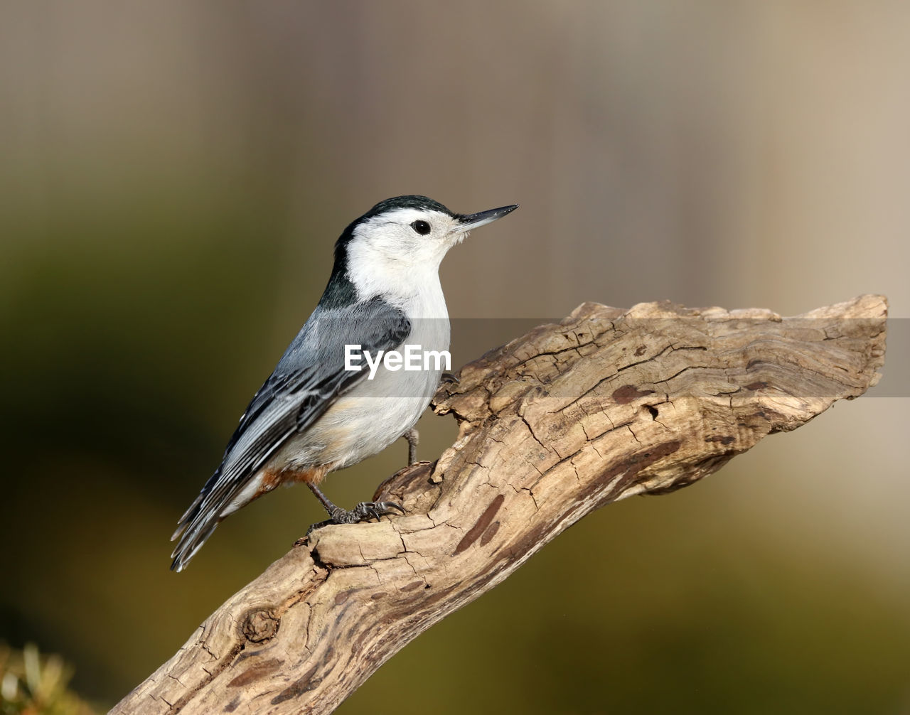 White-breasted nuthatch