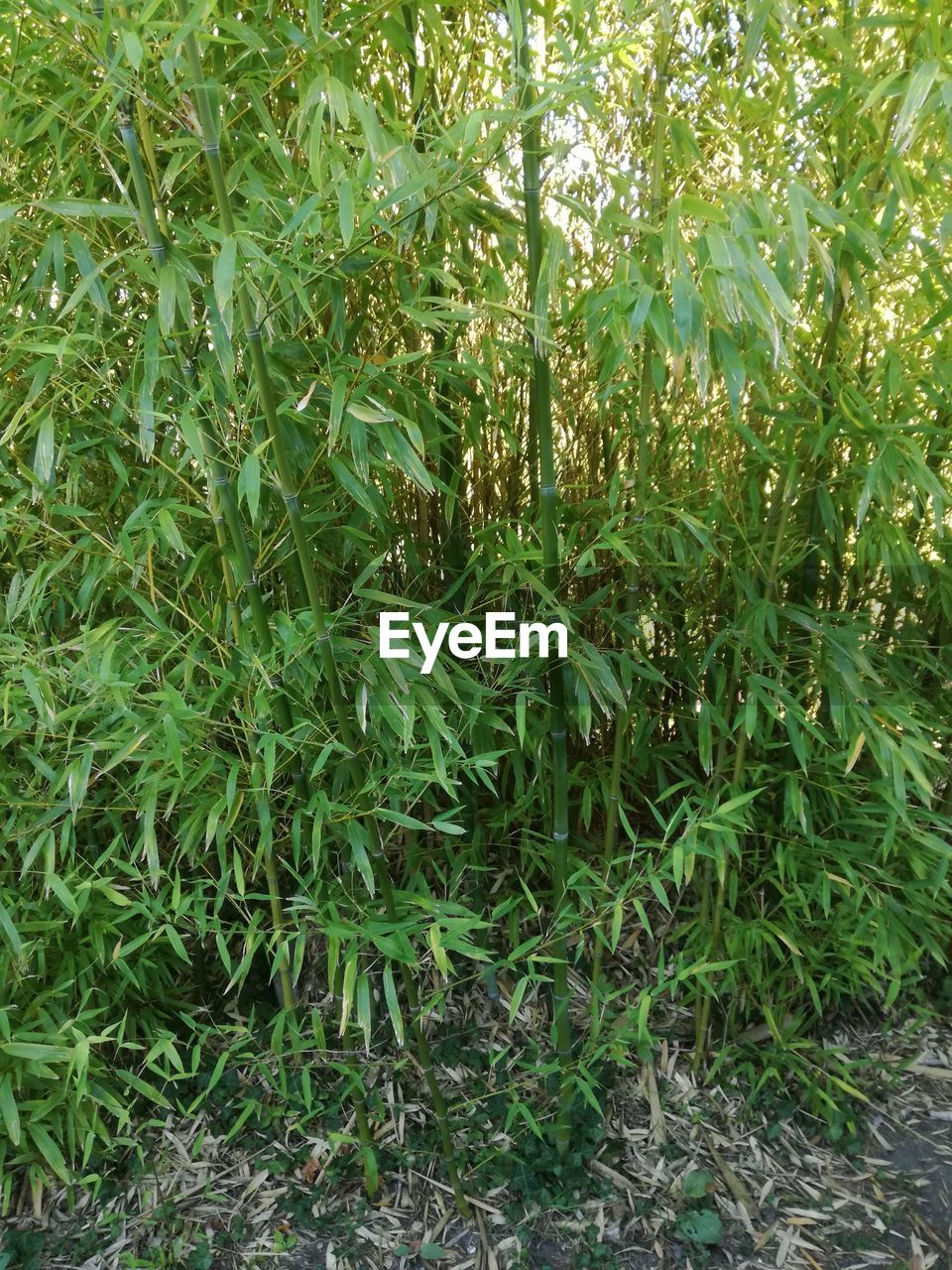 FULL FRAME SHOT OF FRESH GREEN PLANTS IN FOREST