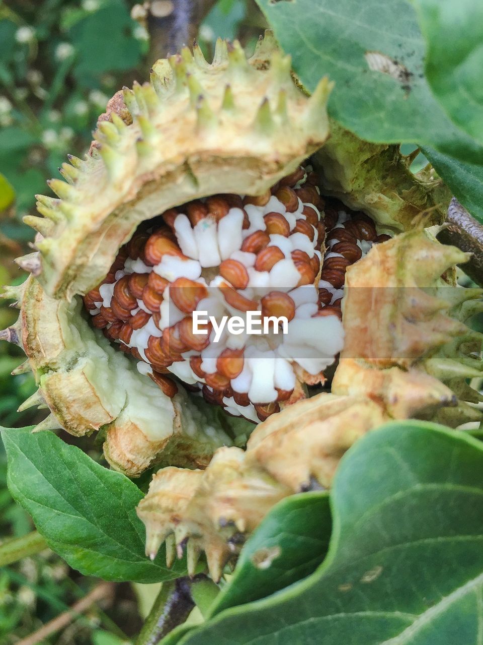 Close-up of fruit growing on tree