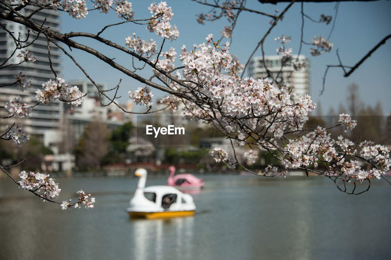 Cherry blossoms and swan boat