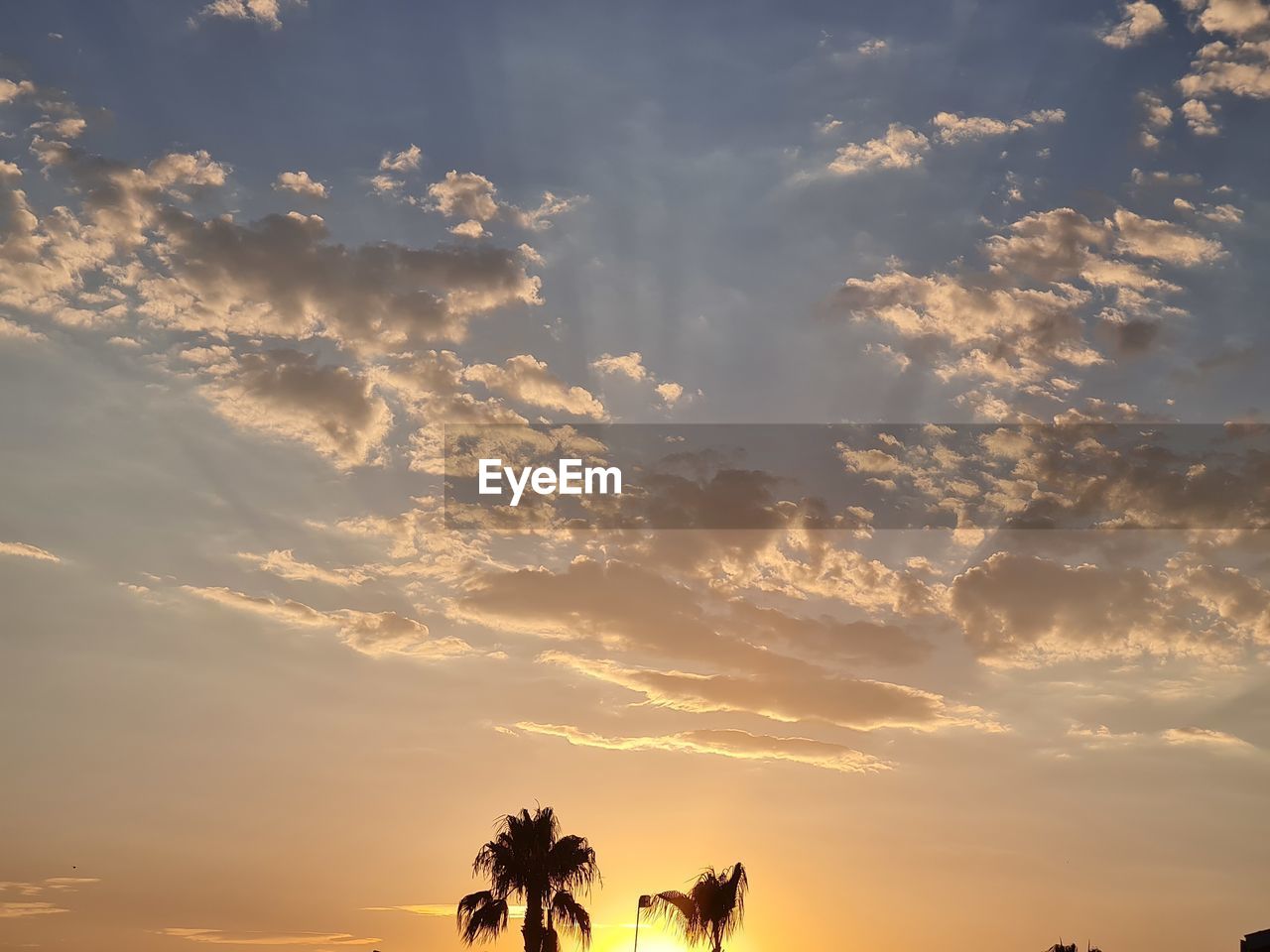 LOW ANGLE VIEW OF SILHOUETTE TREES AGAINST SKY