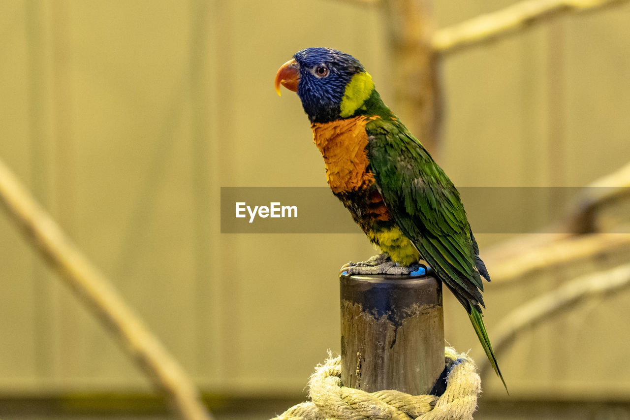 Close-up of parrot perching on railing