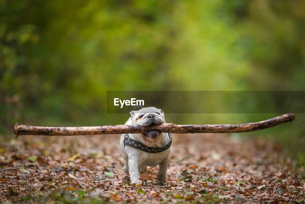 English bulldog running with a large stick through the forest