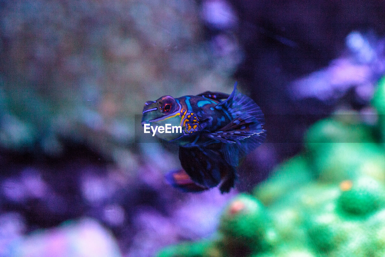 Close-up of fish swimming in aquarium