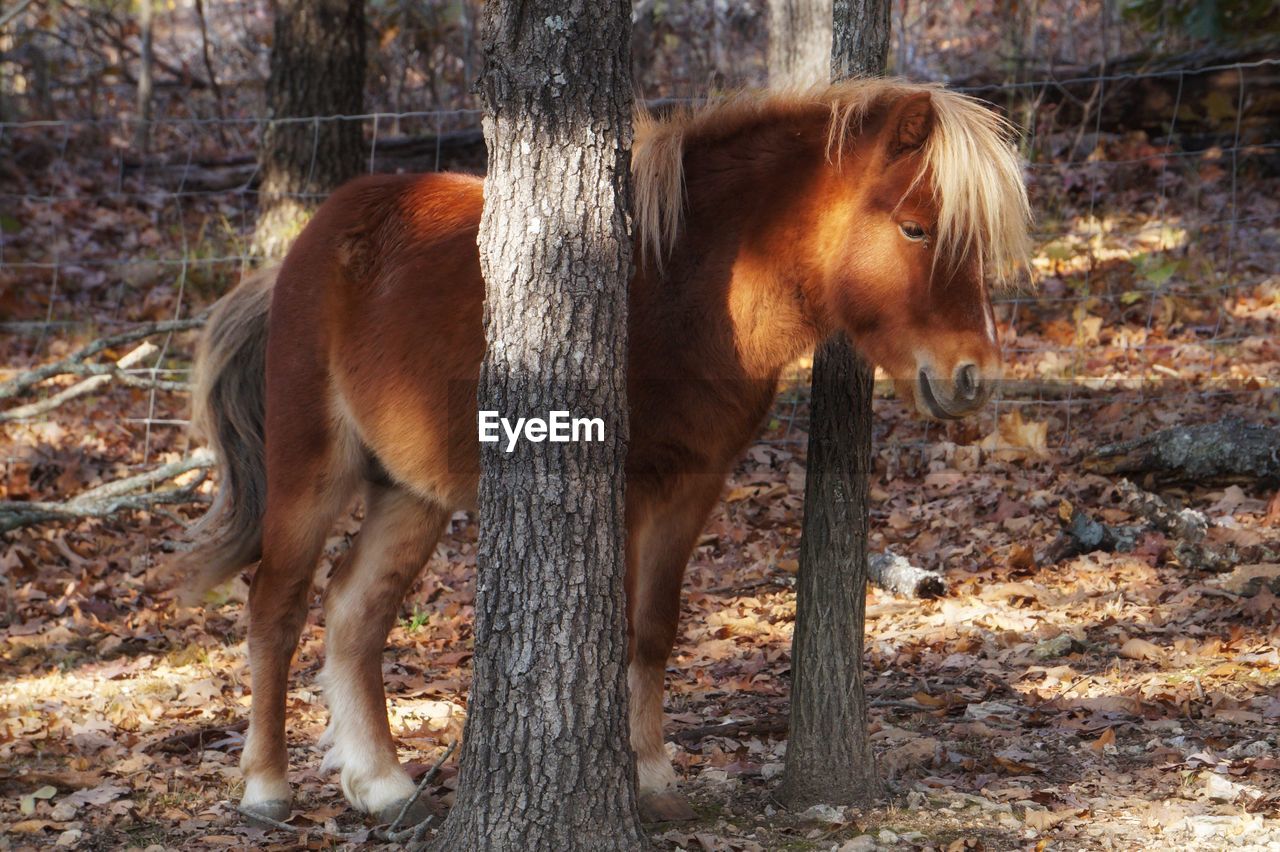 BROWN HORSE STANDING ON FIELD