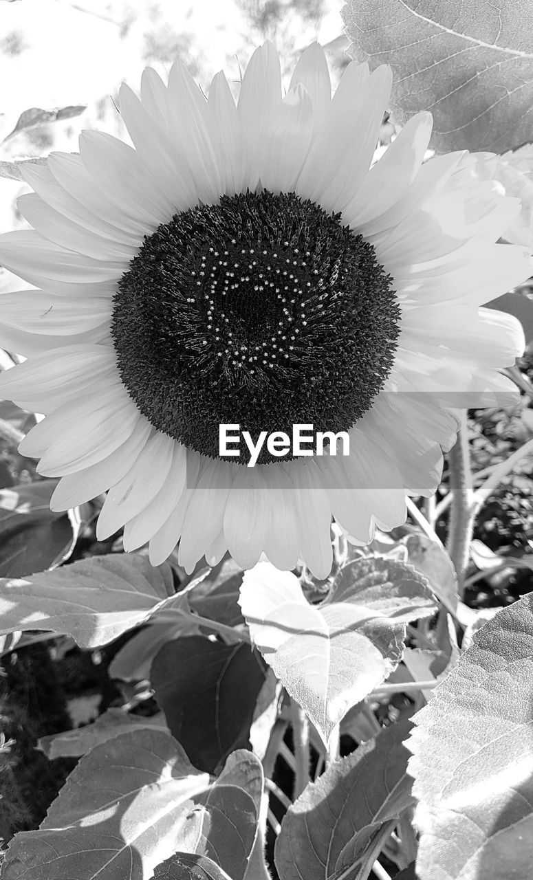 Close-up of sunflower
