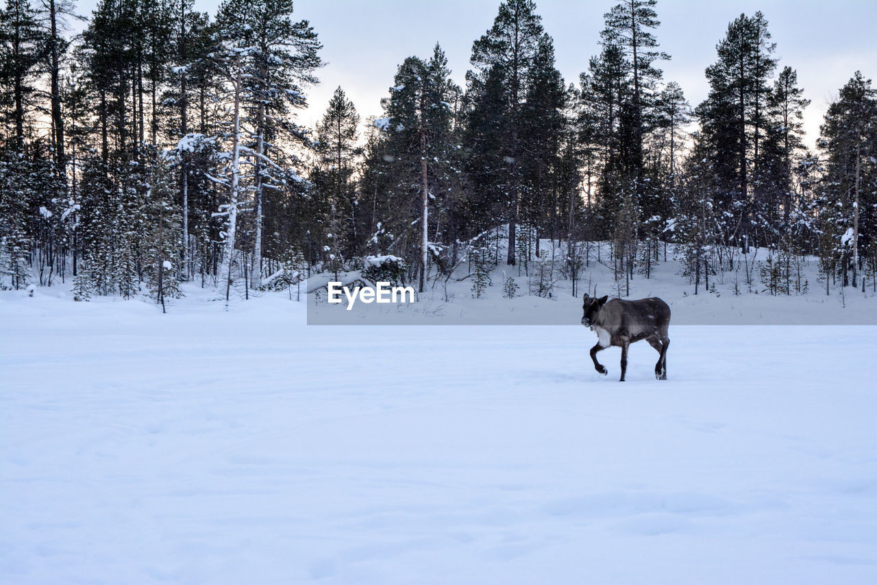 DOG ON SNOW COVERED TREE