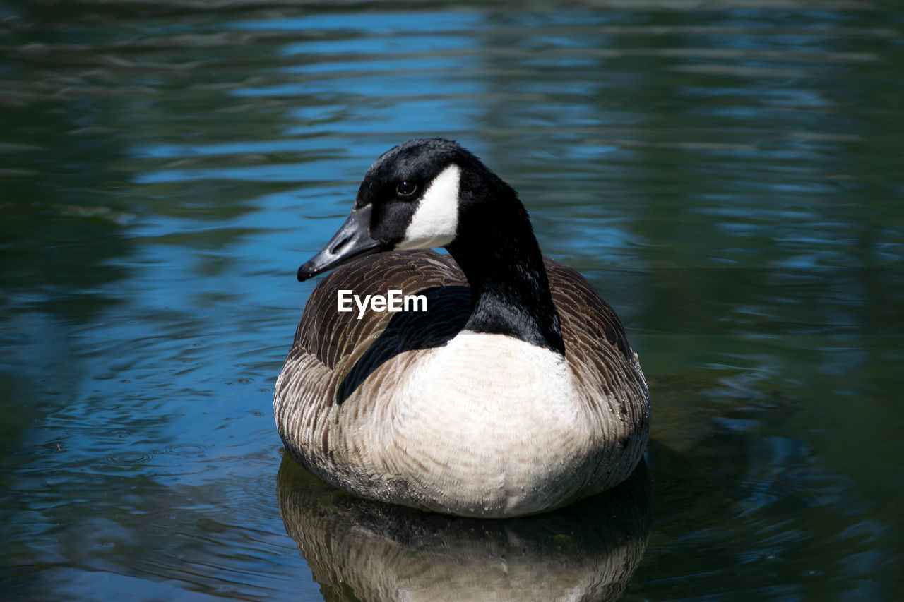 Close-up of canada goose swimming in lake