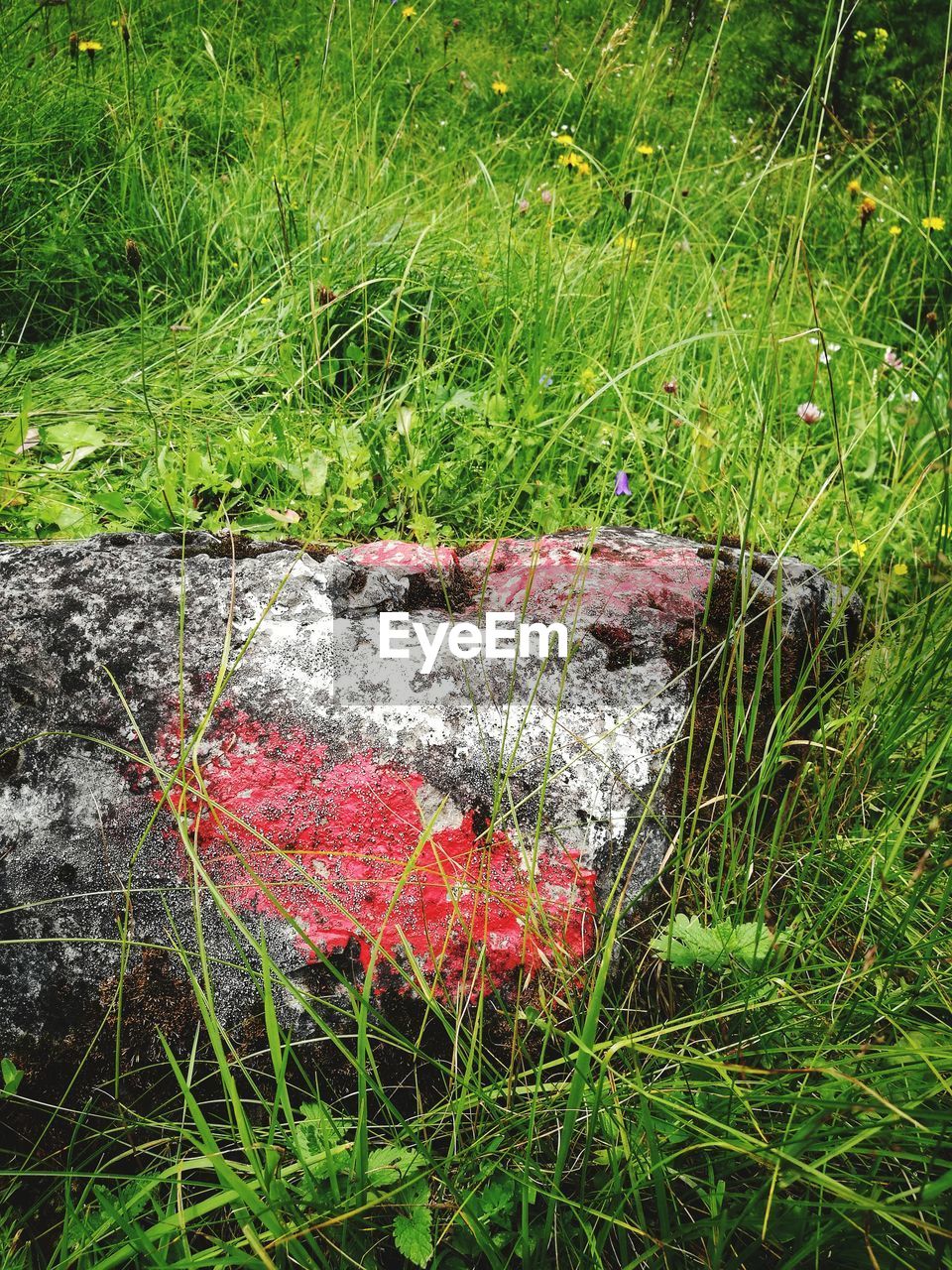 CLOSE UP OF RED GRASS