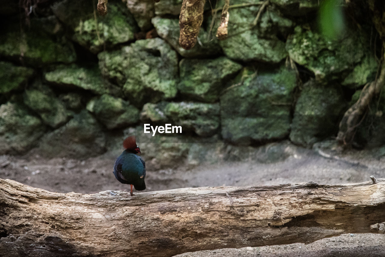 Bird perching on tree trunk