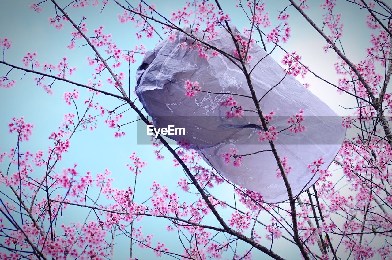 Garbage stuck on branches of pink flowering tree against clear sky