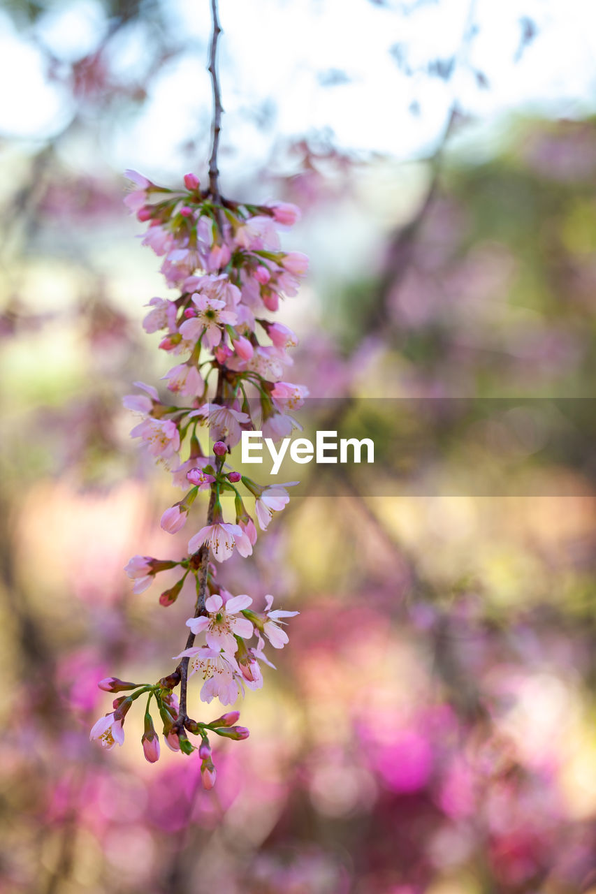 CLOSE-UP OF PINK CHERRY BLOSSOMS