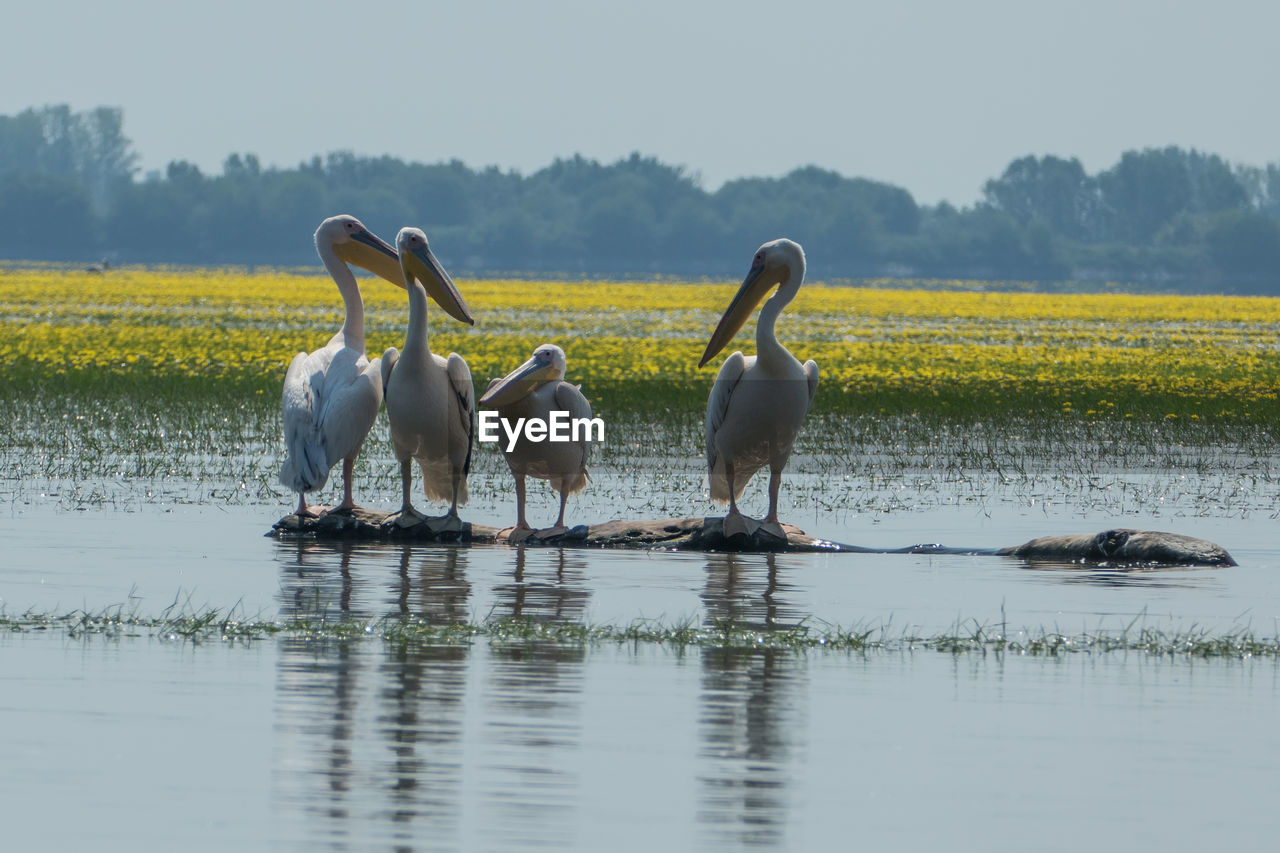 White pelicans on lake kerkini