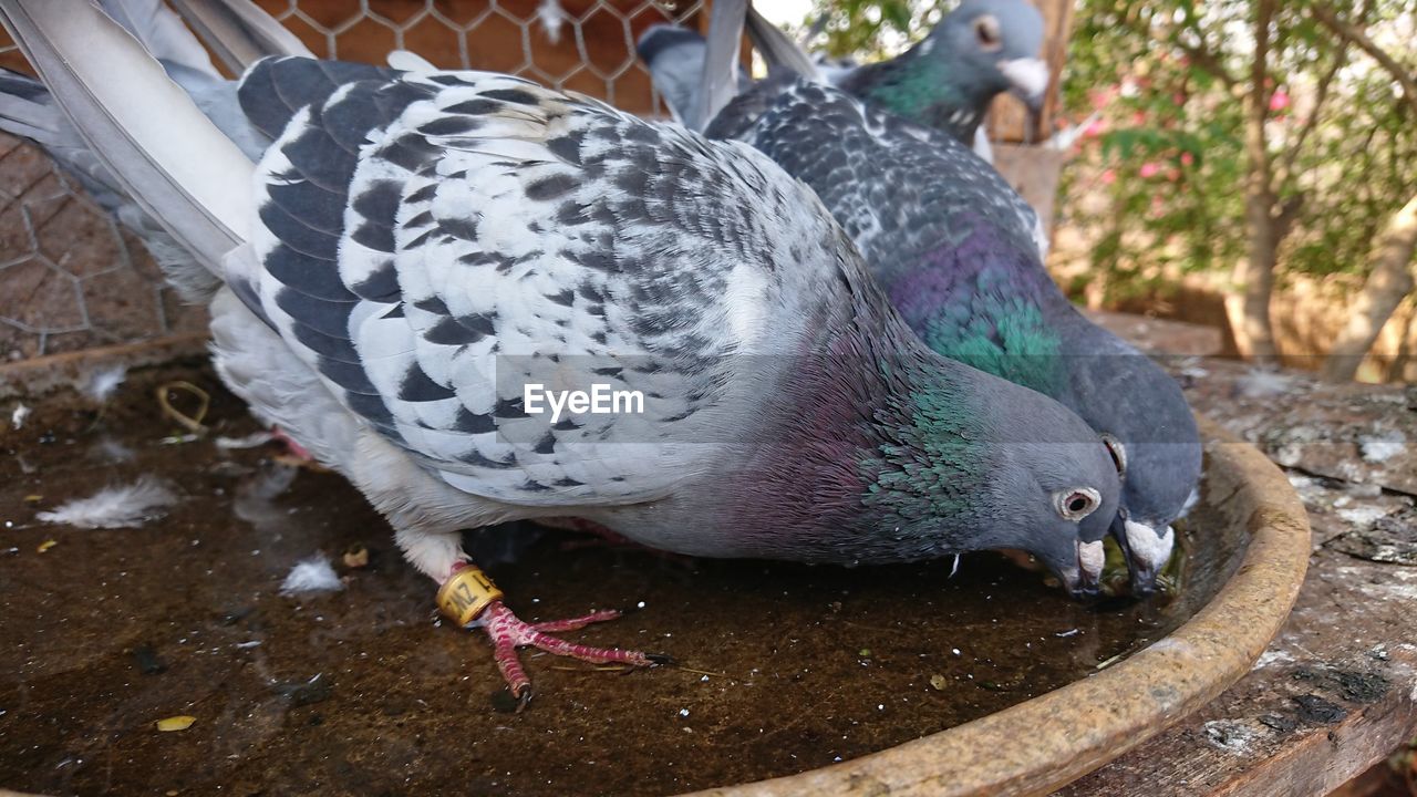 HIGH ANGLE VIEW OF PIGEONS EATING