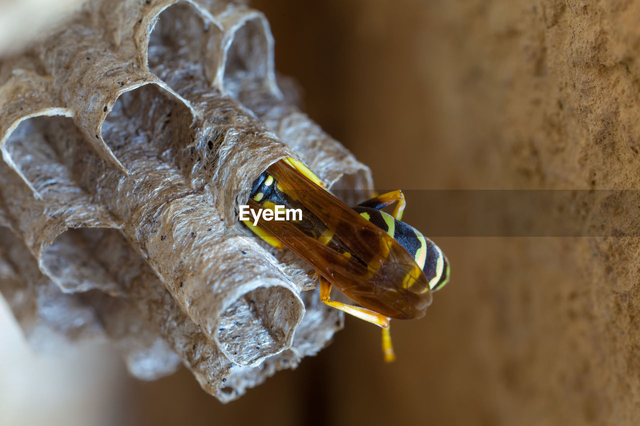 Female paper wasp building her nest