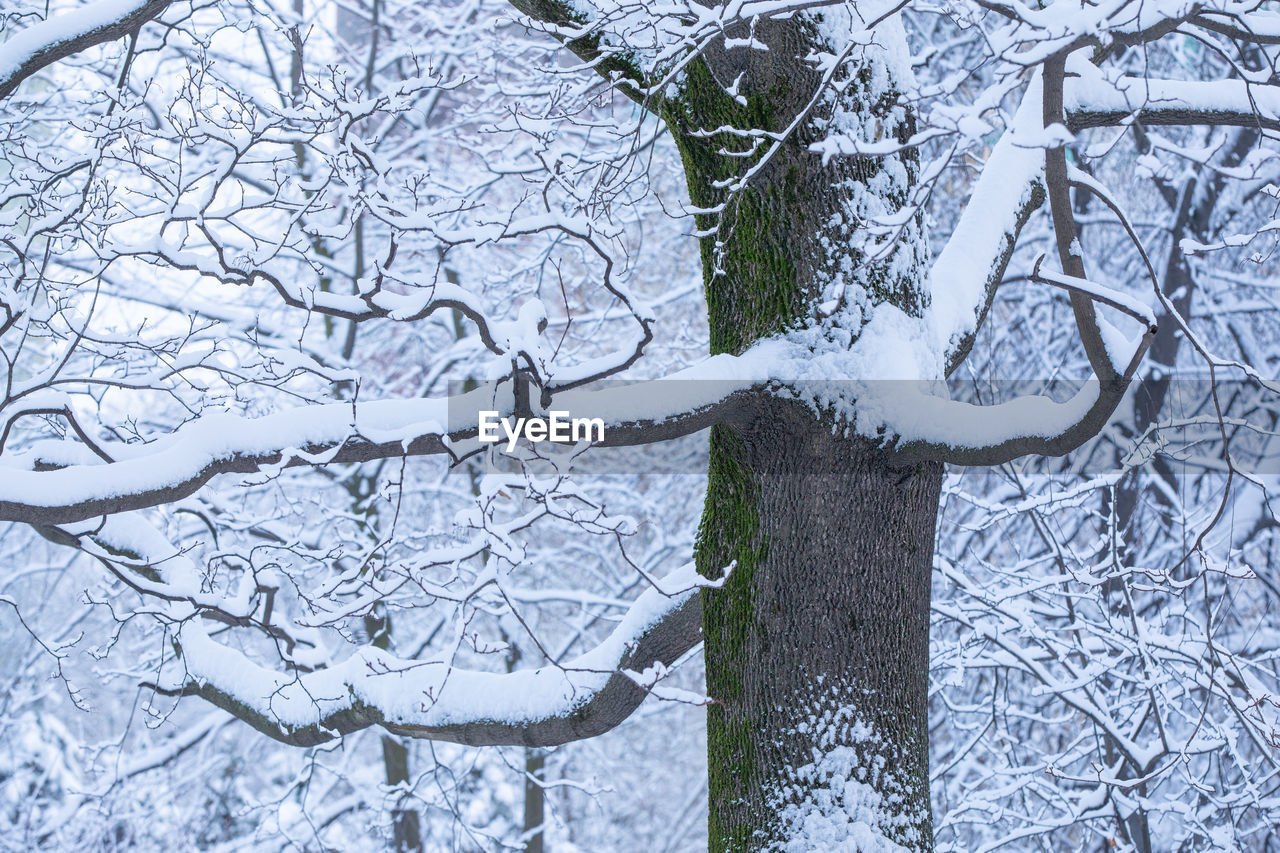 snow, cold temperature, branch, winter, tree, plant, nature, no people, day, frost, bare tree, frozen, freezing, outdoors, white, beauty in nature, ice, tranquility, environment, land, covering, scenics - nature, full frame, close-up, extreme weather