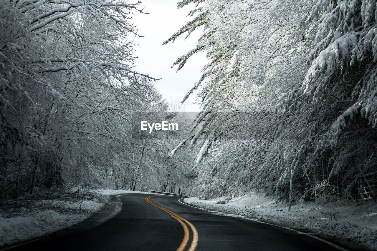 Empty road amidst trees during winter