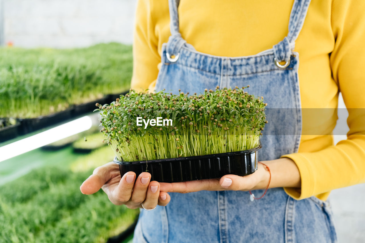 Woman holding box with microgreen, small business indoor vertical farm. close-up of healthy