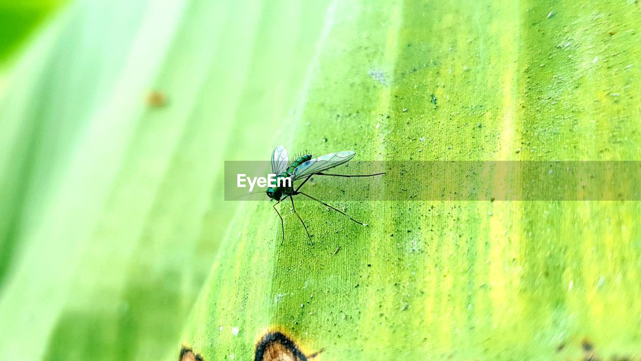 CLOSE-UP OF FLY ON A GREEN LEAF