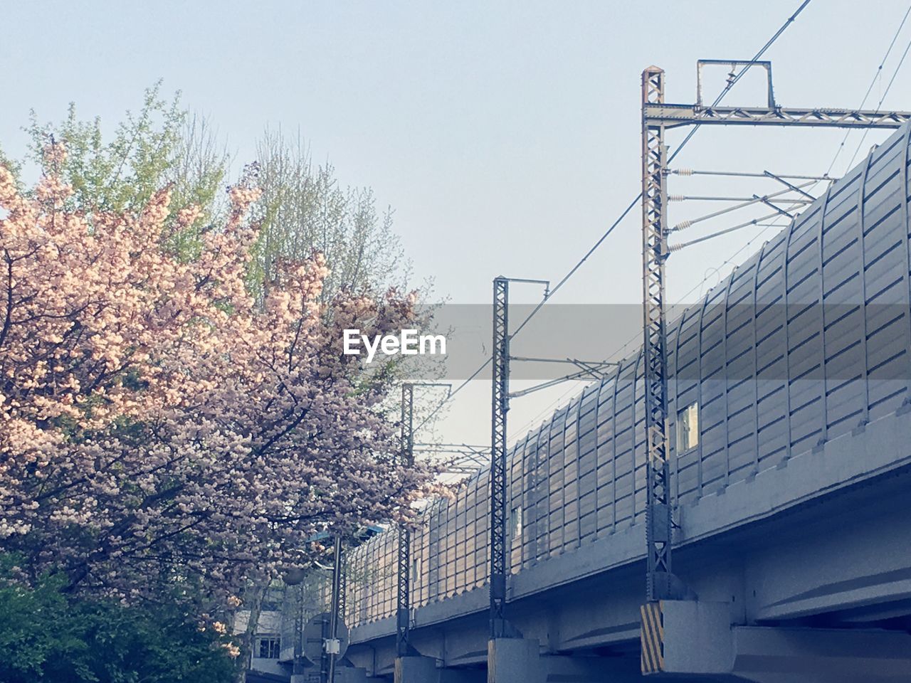 LOW ANGLE VIEW OF FLOWERING PLANTS AGAINST BUILDINGS