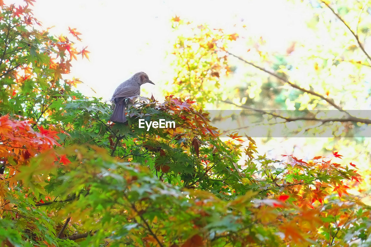 Low angle view of bird perching on maple tree