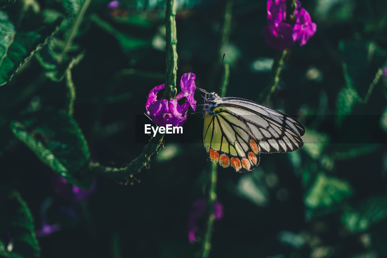 Butterfly on purple flower