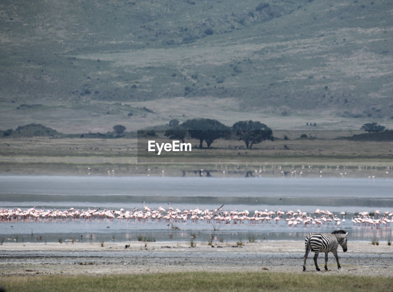View of zebra on land and birds on lake