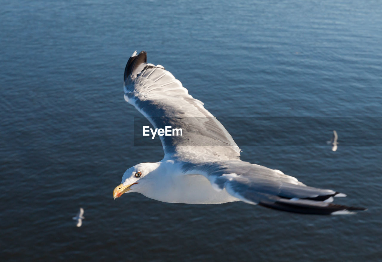 A seagull escorting our ferry as we enter the harbour in olbia, sardinia, italy