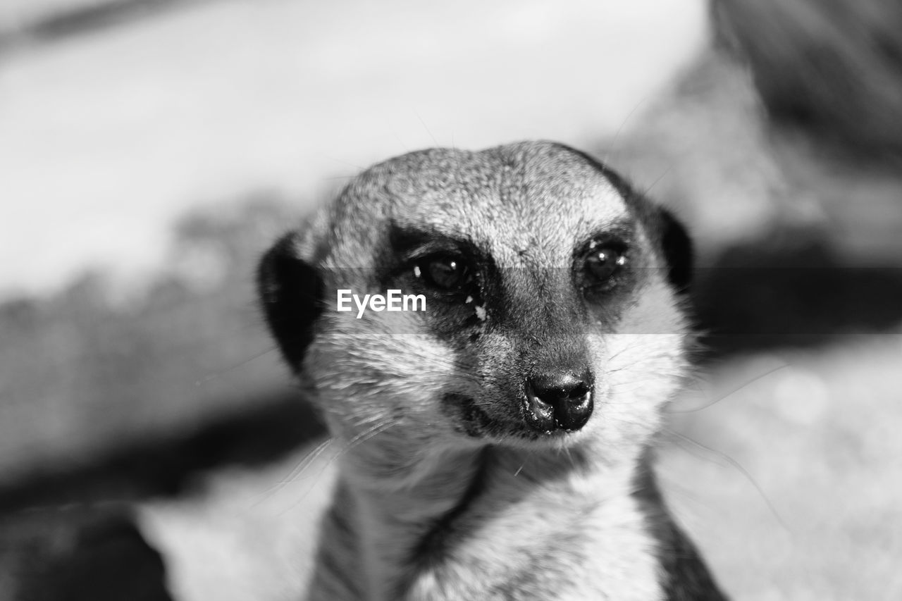 animal themes, animal, one animal, mammal, close-up, animal wildlife, whiskers, animal body part, meerkat, portrait, wildlife, no people, animal head, black and white, monochrome, cute, focus on foreground, carnivore, monochrome photography, looking at camera, pet, looking, day