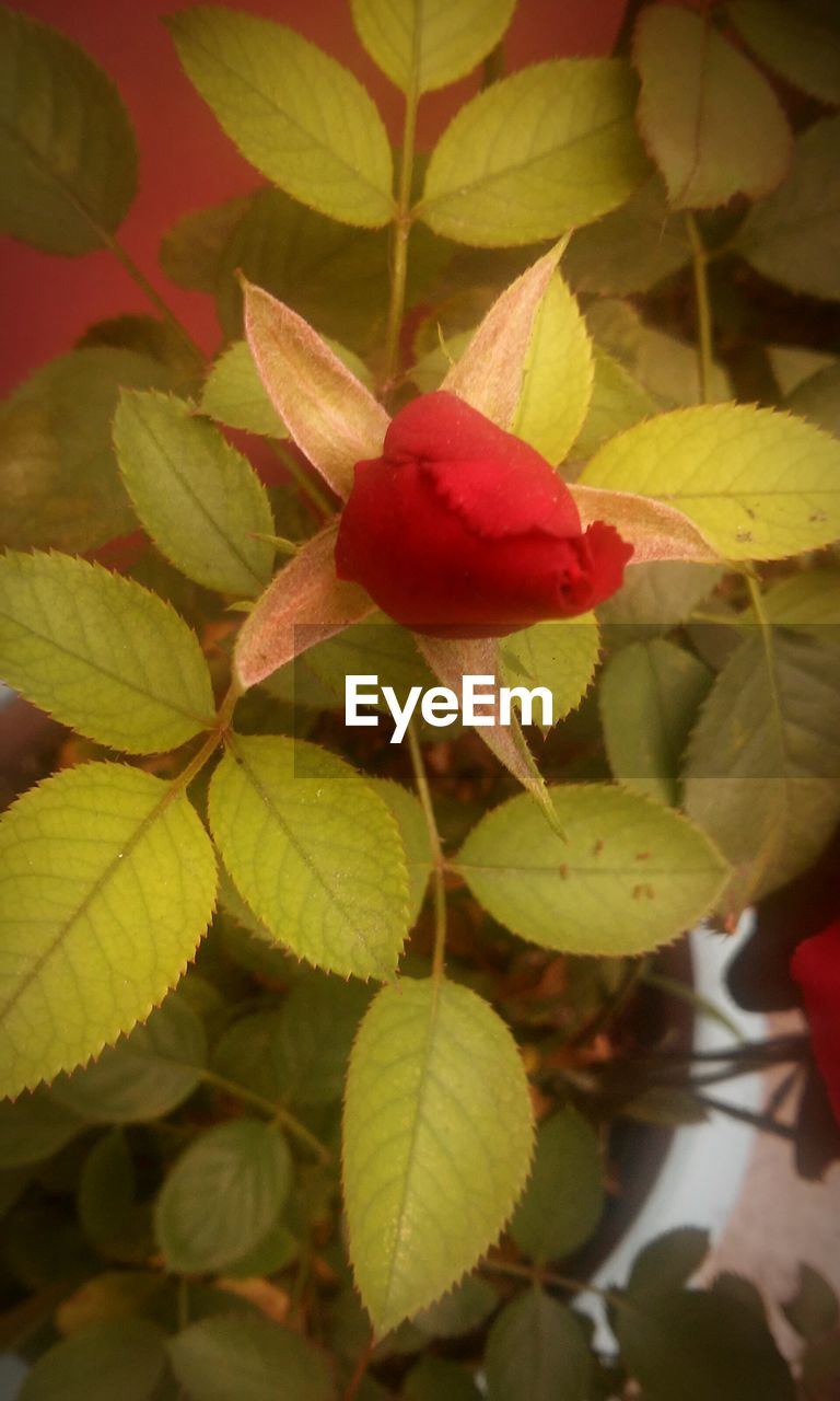 CLOSE-UP OF RED LEAVES ON BRANCH