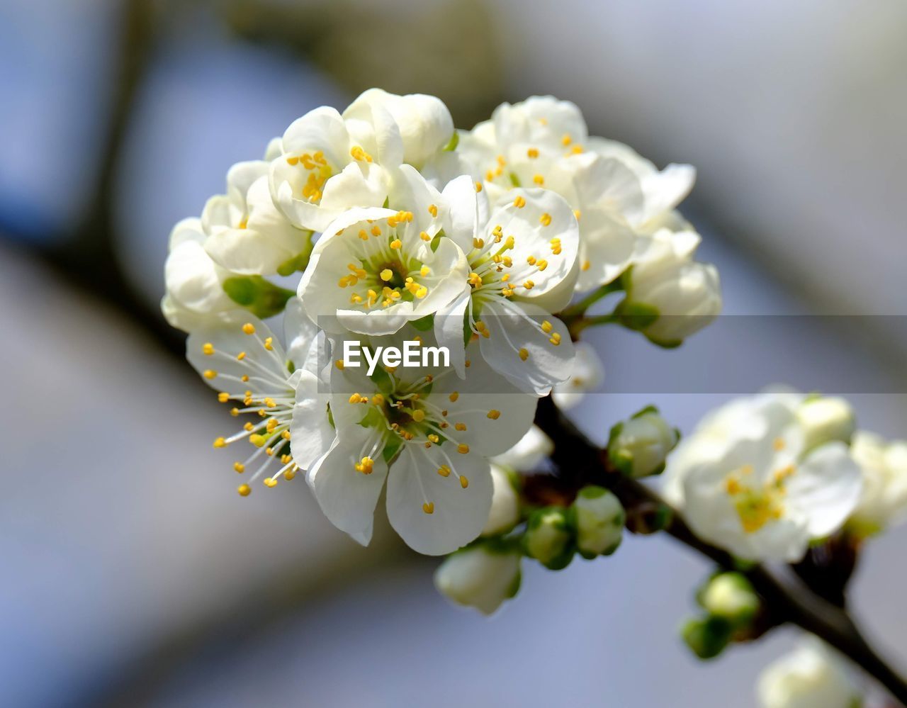 CLOSE-UP OF CHERRY BLOSSOMS