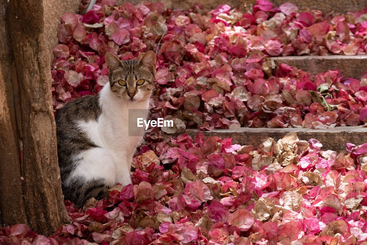 PORTRAIT OF CAT SITTING ON PINK FLOWER