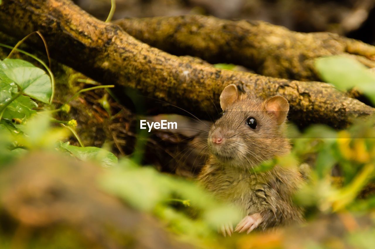 Close-up of rat by tree