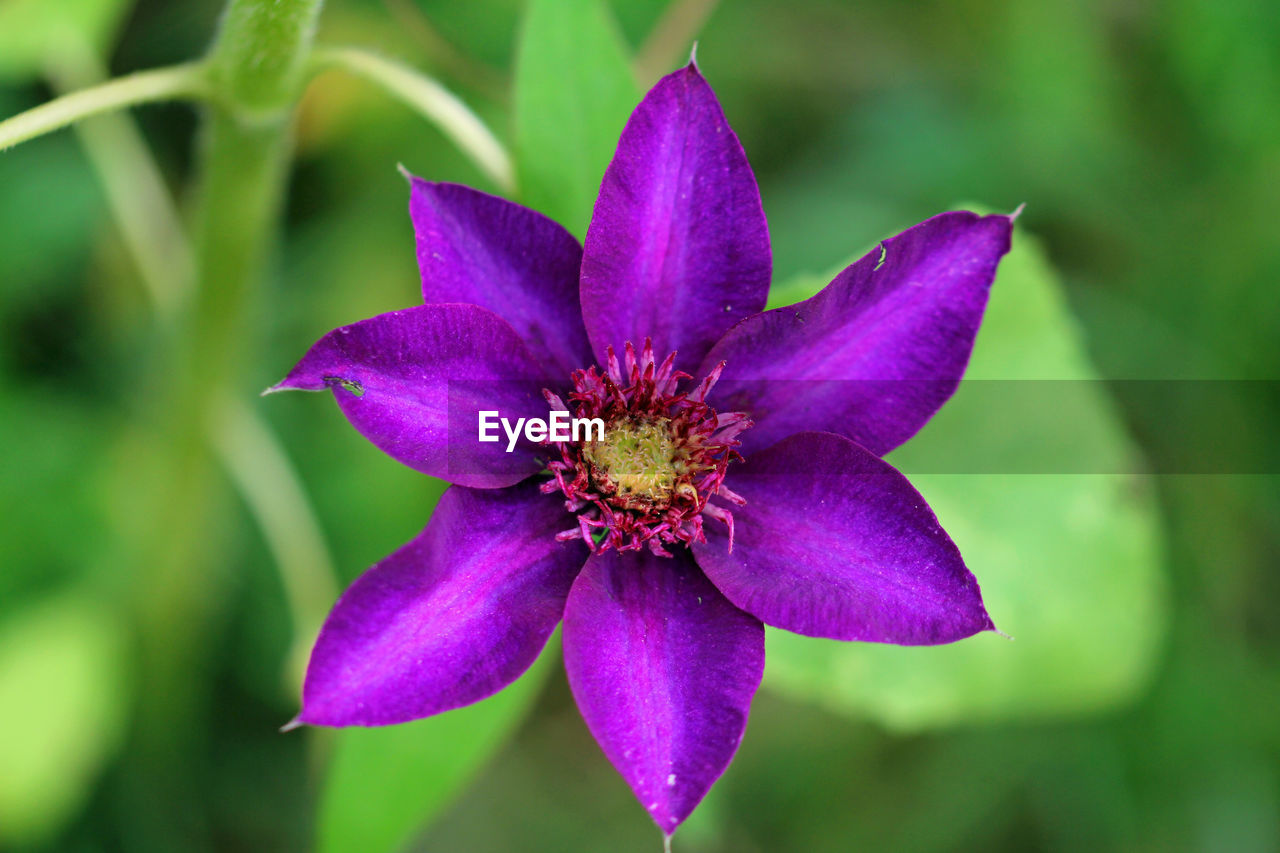 Clematis blossom 