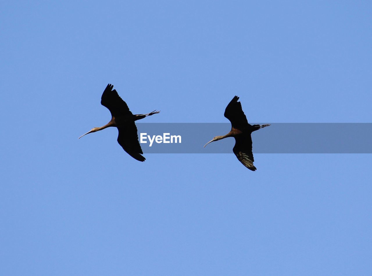 LOW ANGLE VIEW OF BIRDS FLYING AGAINST CLEAR SKY