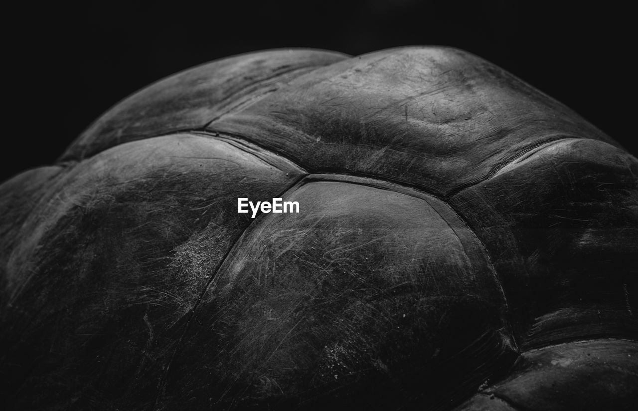 CLOSE-UP OF TURTLE IN BLACK BACKGROUND