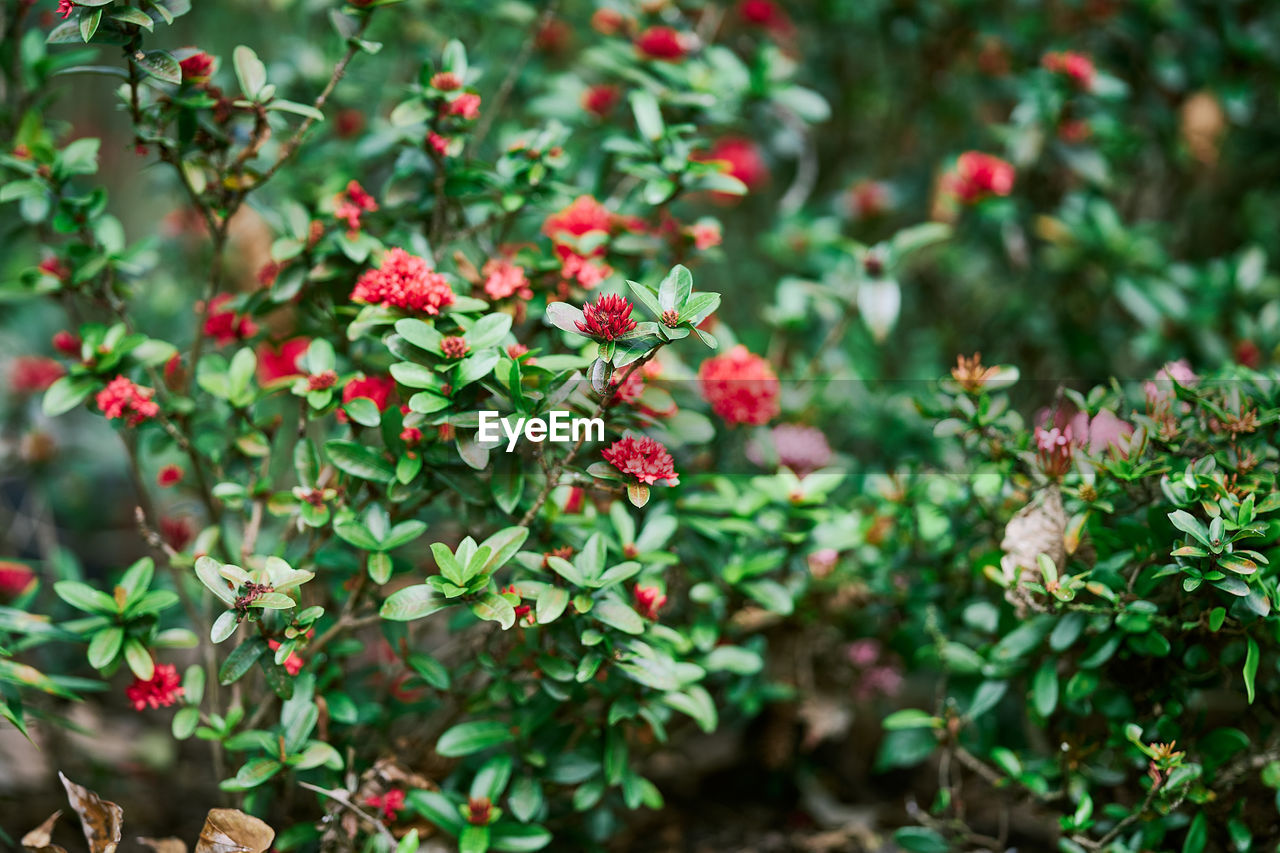 Close-up of flowering plants on field, red flowers with green leaves in background