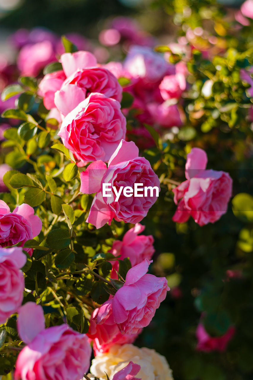 CLOSE-UP OF PINK ROSE FLOWERS