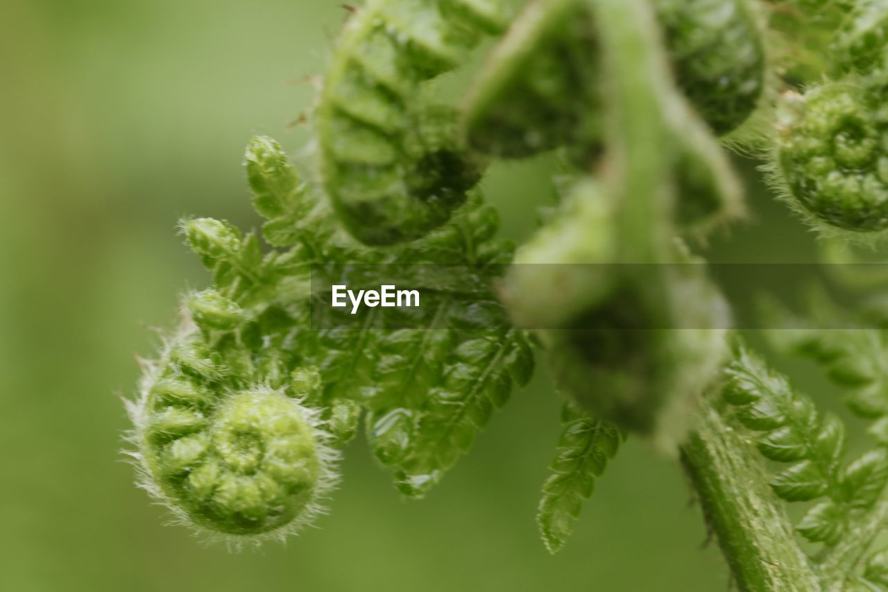 green, plant, close-up, nature, leaf, plant part, growth, no people, food and drink, freshness, food, beauty in nature, herb, macro photography, flower, selective focus, produce, outdoors, day, healthy eating, vegetable, fiddlehead fern, focus on foreground, plant stem