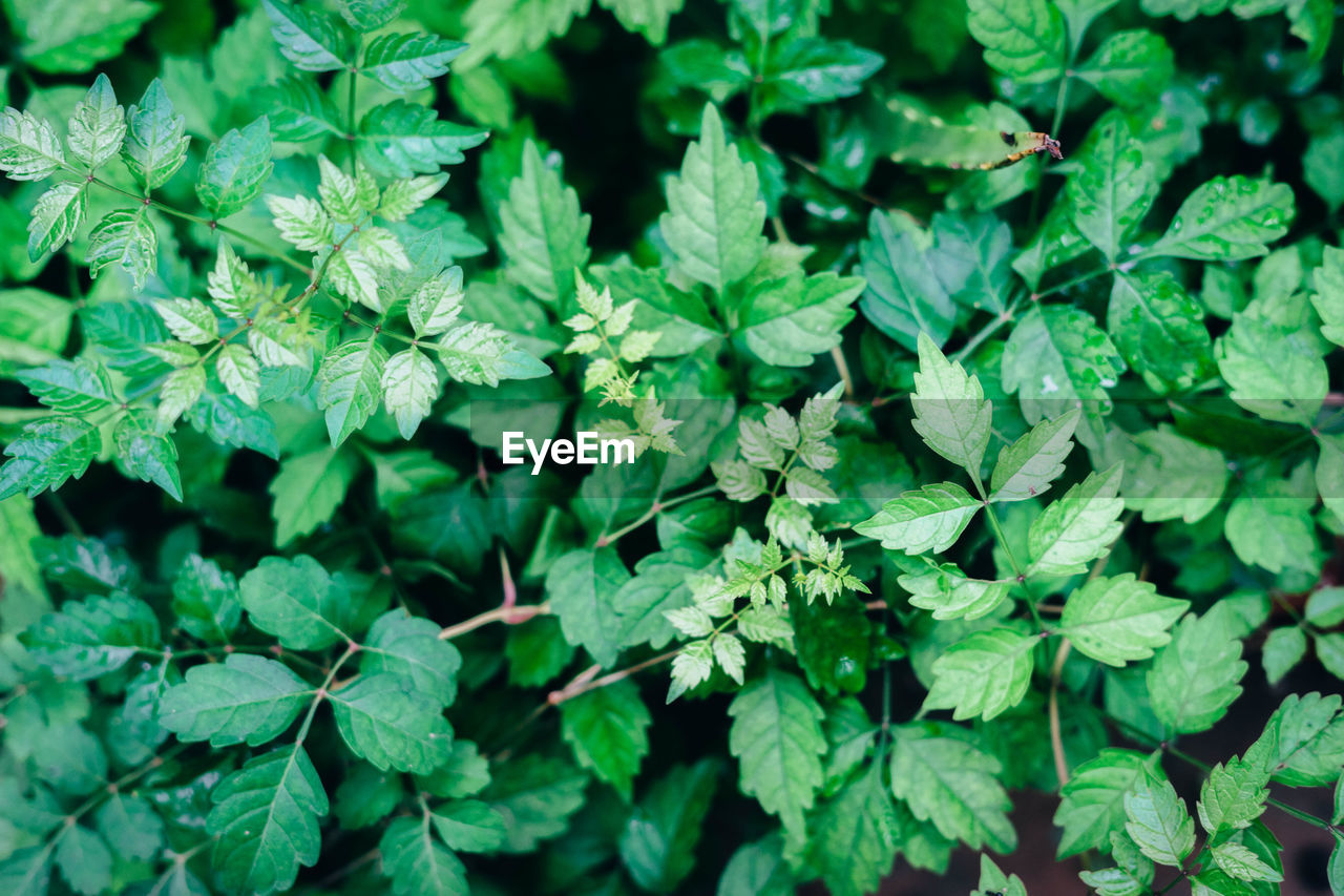 Close-up of green leaves