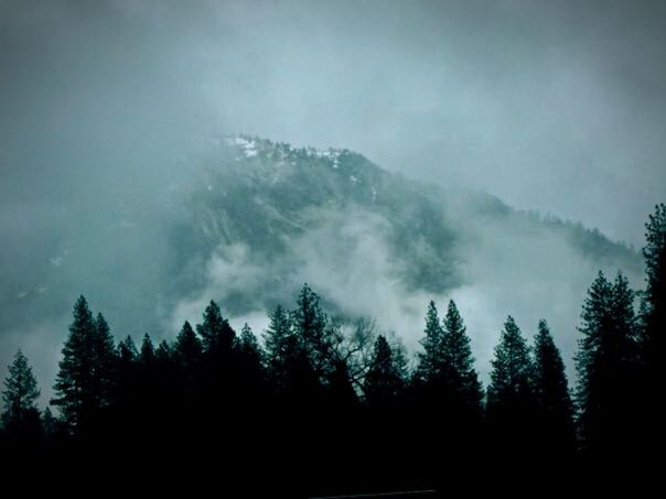 SCENIC VIEW OF TREES AGAINST SKY